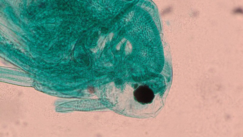 Micrographie de daphnie, le type d’image que récompense le Nikon Small World